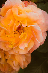 Delicate orange colored rose blooming in the garden