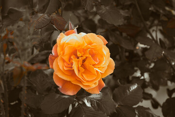 Delicate orange colored rose blooming in the garden