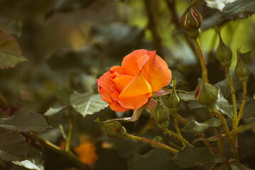 Delicate orange colored rose blooming in the garden