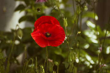 Red poppy flower in garden