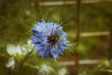 Close-up of white nigella damascena flower