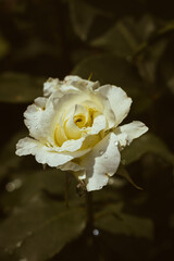 Delicate white rose blooming in the garden