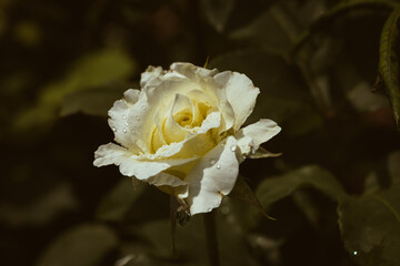 Delicate white rose blooming in the garden