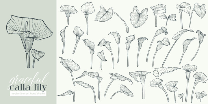 Set of highly detailed flowers. Trendy botanical elements. Hand drawn line leaves, stems and blooming. Wedding elegant  calla lilies for invitation, save the date, card. Vector line art hand drawn.