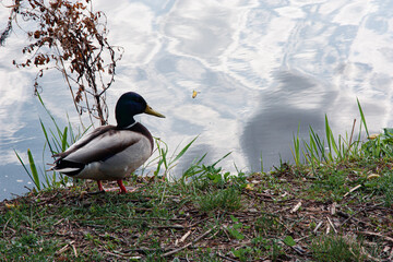A duck standing on the grassy edge of a pond, looking out over the calm water. The clear water reflects the clouds running across the sky A beautiful moment of wildlife in an urban green space.