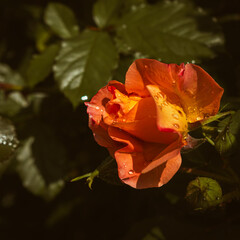 Delicate orange colored rose blooming in the garden