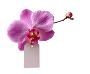 Elegant pink orchid with blank tag for creative design use on a transparent background, cut out