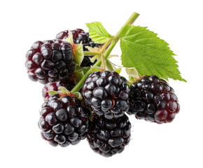 Fresh blackberries on a branch for healthy eating and desserts on a transparent background, cut out