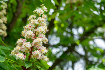 Beautiful flowering chestnut tree in spring bloom