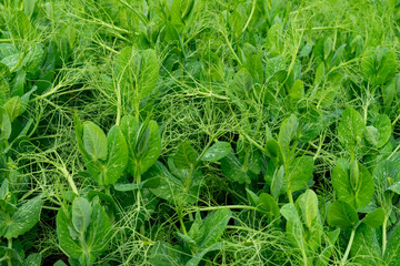 Fresh green pea plants growing in a lush garden