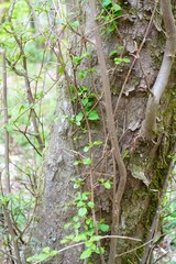 木に巻き付くツタ