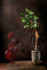 Elegant Potted Plants Against Dark Background