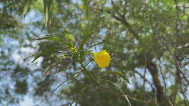 Yellow oleander, scientifically known as Thevetia peruviana, is a vibrant ornamental plant with bright yellow, trumpet-shaped flowers
