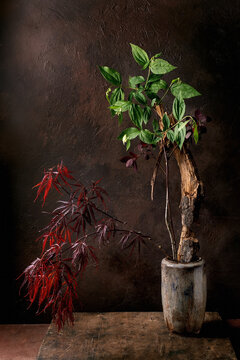Elegant Potted Plants Against Dark Background