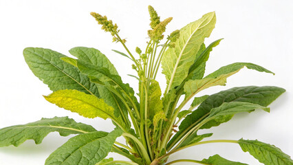 Herbal medicine plant Rumex crispus or Curly dock or yellow dock on white or transparent background