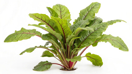 Herbal medicine plant Rumex crispus or Curly dock or yellow dock isolated on white or transparent background