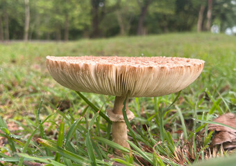 Parasol Mushroom natural blooming white flowers in grass field ,Thailand.