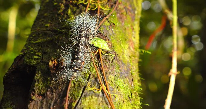In Peru&rsquo;s jungle, a venomous caterpillar with spines creeps over mossy bark in closeup view.