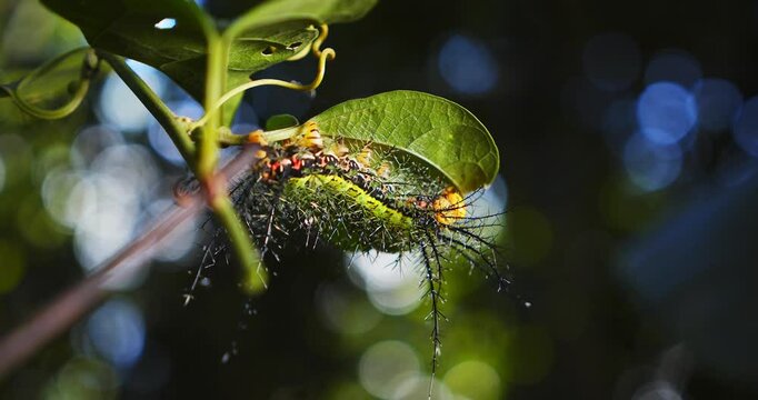 In Peru&rsquo;s rainforest, sun flares through a spiny Saturniidae moth caterpillar poised on a leaf.