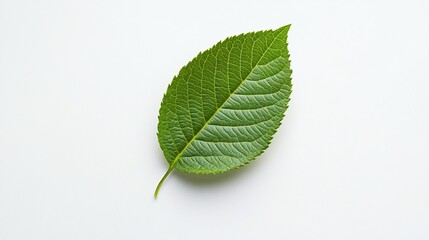 Single Vibrant Green Leaf on White Background Botanical Photography