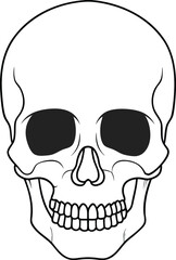 Skull line art vector illustration
