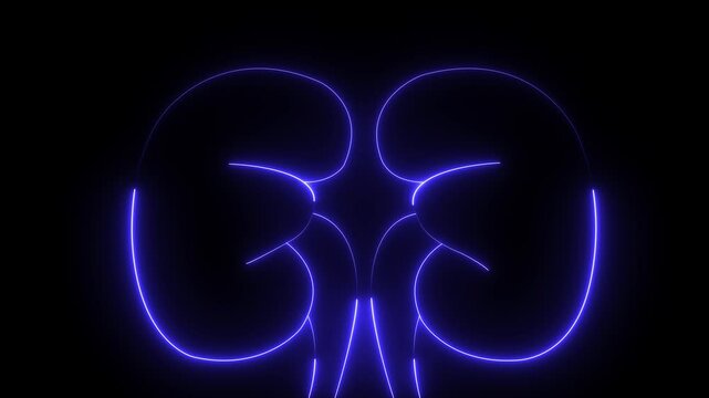 Lung and kidney icon. Glowing Human kidney icon animation. The appearance of neon symbol kidneys. Elements of Medicine in neon style icons. human Lung and kidney icon animation .Human lung and