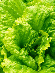 Fresh ripe head of lettuce cabbage (Lactuca sativa) with lots of leaves growing in homemade garden. Close-up. Organic farming, healthy food, BIO viands, back to nature concept.