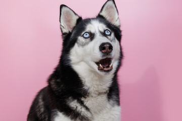 Funny husky with beautiful big blue eyes on pink background. Lovely fluffy dog licking lips. Free space for text. Wide angle horizontal wallpaper or web banner. 