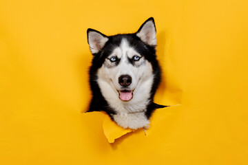 Portraite of cute husky out of hole in colored background. smiling dog on bright trendy yellow background. Free space for text.