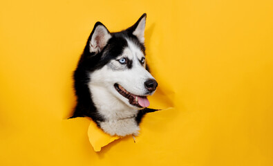 Portraite of cute husky out of hole in colored background. smiling dog on bright trendy yellow background. Free space for text.