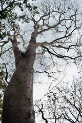 ヒメシャラの木を見上げる
