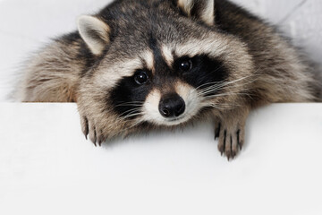 Portrait happy raccoon on gray background. Free space for text. Wide angle horizontal wallpaper or...