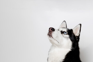 Funny husky with beautiful big blue eyes on gray background. Lovely fluffy dog licking lips. Free...