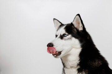 Funny husky with beautiful big blue eyes on gray background. Lovely fluffy dog licking lips. Free...