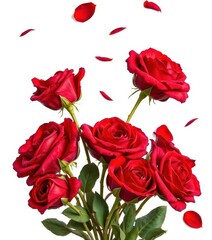 Fototapeta premium Withered red roses, petals falling, isolated on white, art, love