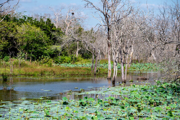 lilies  and dead trees on a lake in yala national park, sri lanks