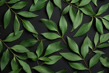 Fresh green leaves arranged on black background