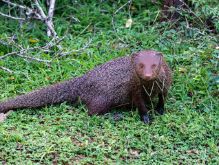 meerkat on the grass, yala national park, sri lanka