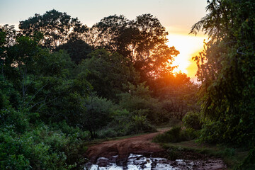 Driving in a safari jeep in Yala national park at sunset, sri lanka