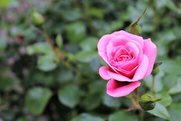 beautiful pink rose with green fresh leaves in the garden