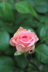 beautiful pink rose with green fresh leaves in the garden