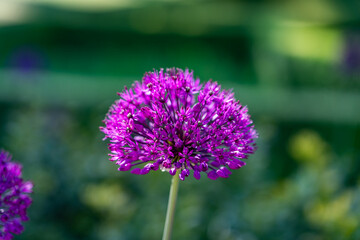 Obraz premium An English garden in spring 