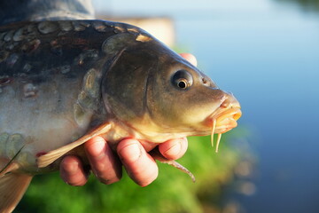 Close-up of a freshly caught carp being held by a fisherman's hand. The fish is detailed and wet,...