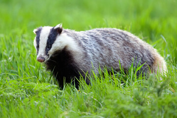 European badger (Meles meles) in the forest meadow