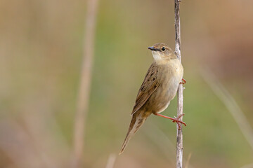 Świerszczak (Locustella naevia)