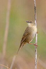 Świerszczak (Locustella naevia)