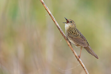 Świerszczak (Locustella naevia)