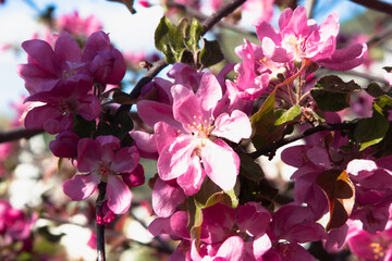 Beautiful Flowering Crabapple Tree with Pink Blossoms in Spring. Incredible Bright pink apple tree flowers in the spring season in sunny weather. Blooming spring a design template