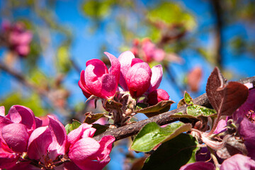Beautiful Flowering Crabapple Tree with Pink Blossoms in Spring. Incredible Bright pink apple tree...