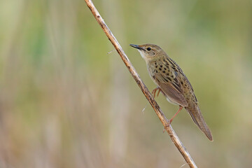 Świerszczak (Locustella naevia)